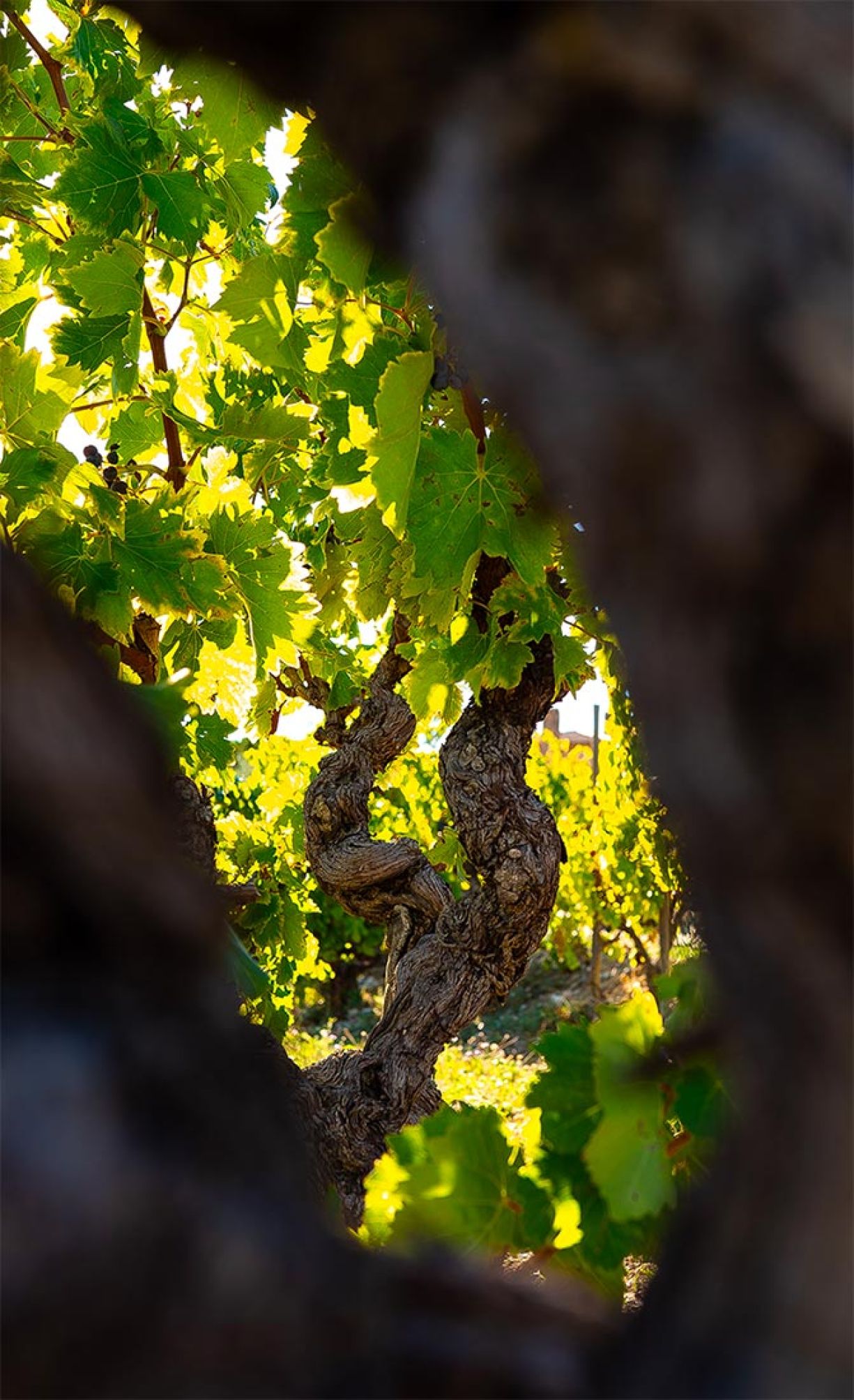 vignoble courtois vigne