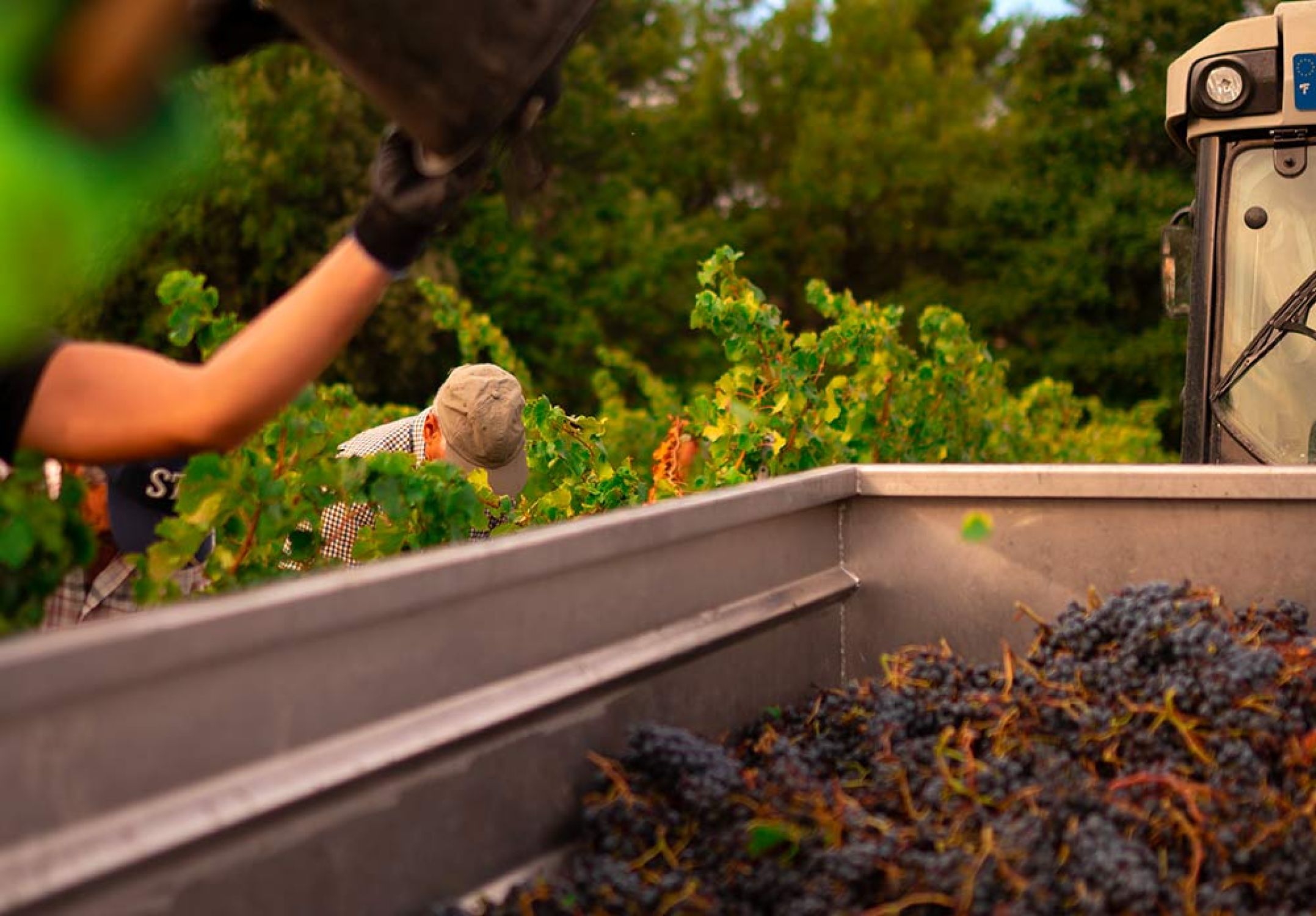 domaine jaume vendanges