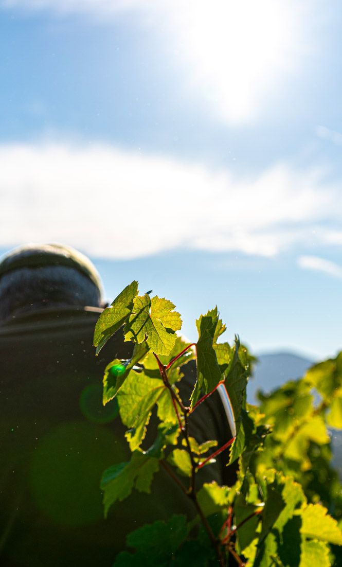 domaine jaume feuille vigne