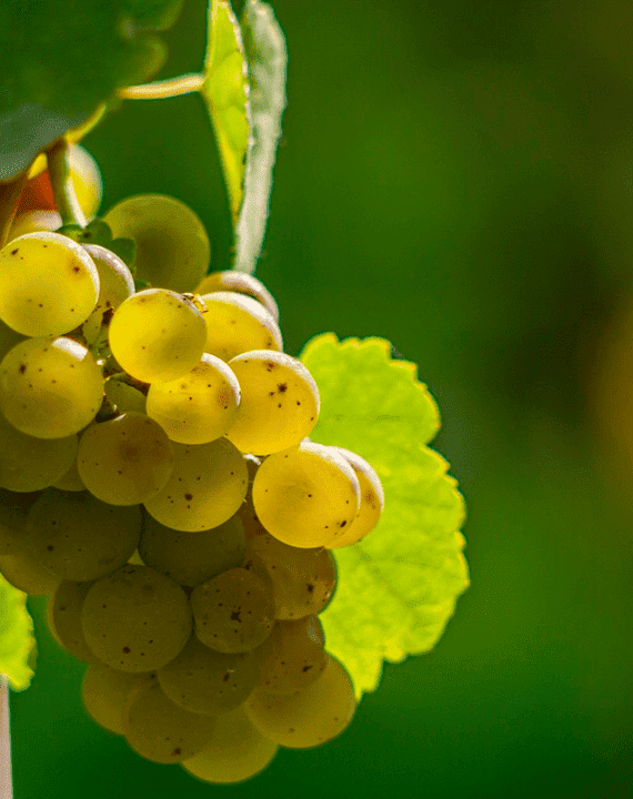 raisins blancs vignoble courtois