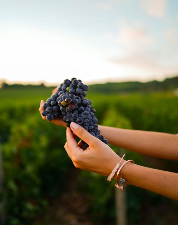 grenache grappe domaine jaume