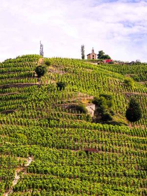 famille jaume crozes hermitage