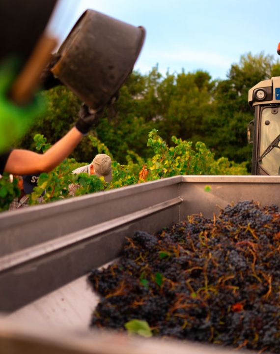 vendanges famille jaume