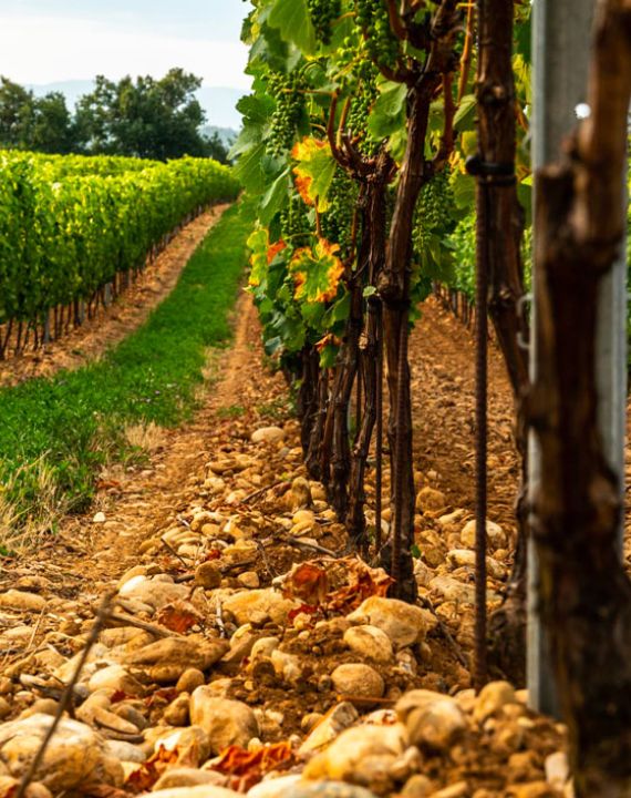 vignoble crozes-hermitage famille jaume