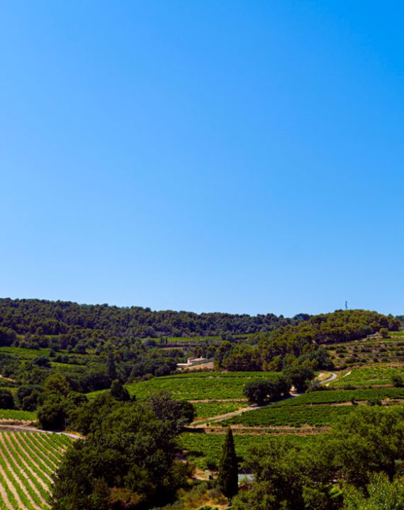 vignoble famille jaume