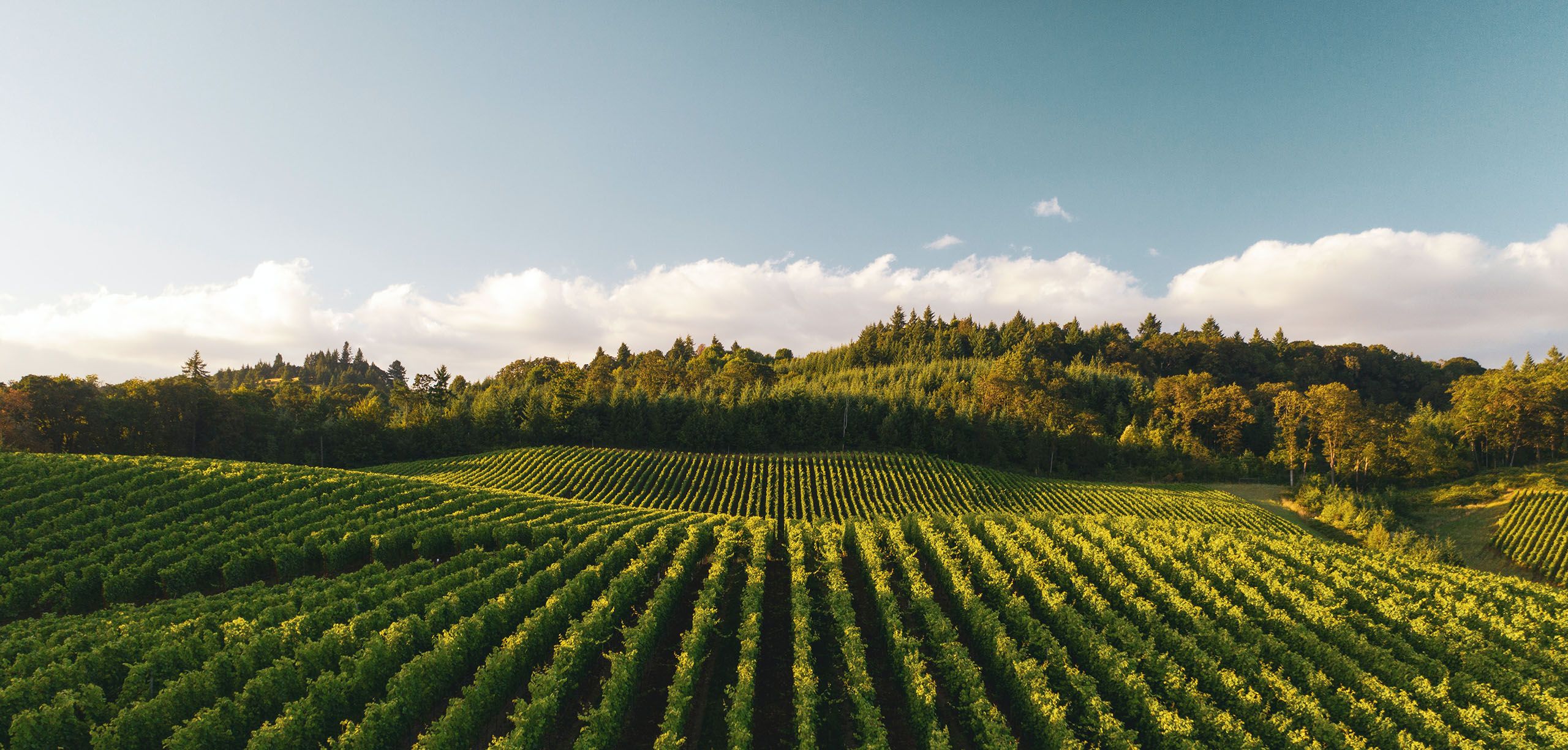 domaine la main des momes terroir