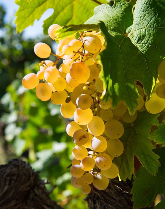 grenache blanc domaine jaume