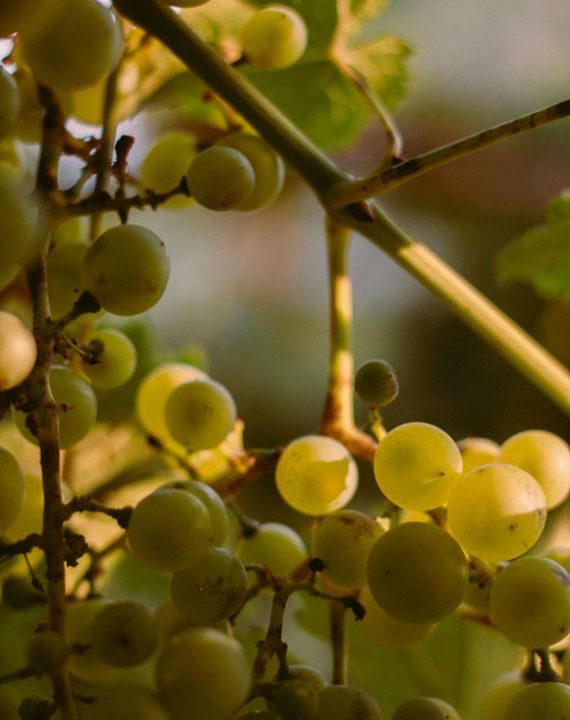 grappe raisins blancs viognier famille jaume