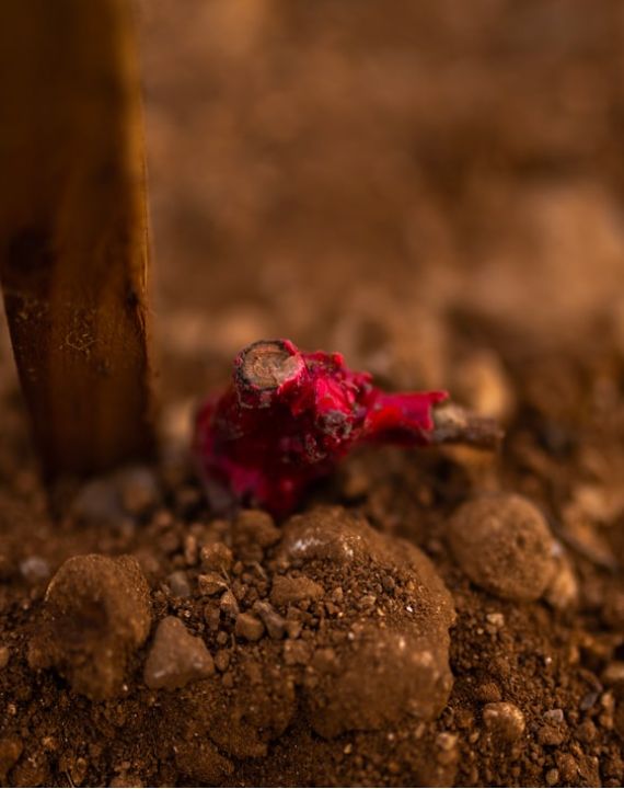 souche vigne domaine jaume