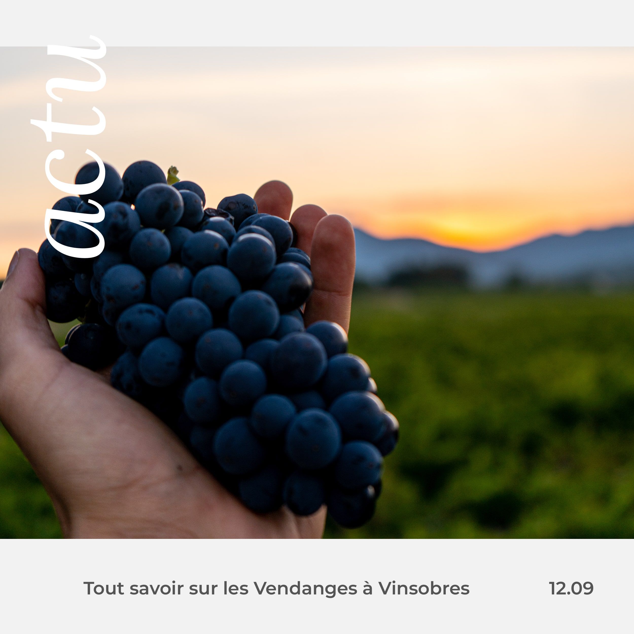 les vendanges à vinsobres