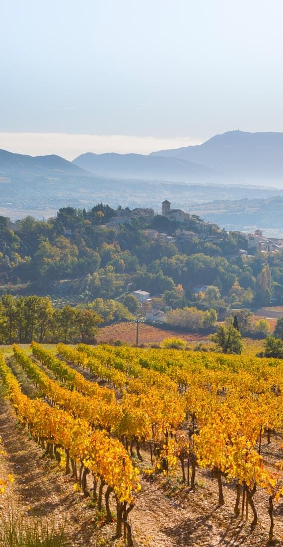 vinsobres vignes printemps