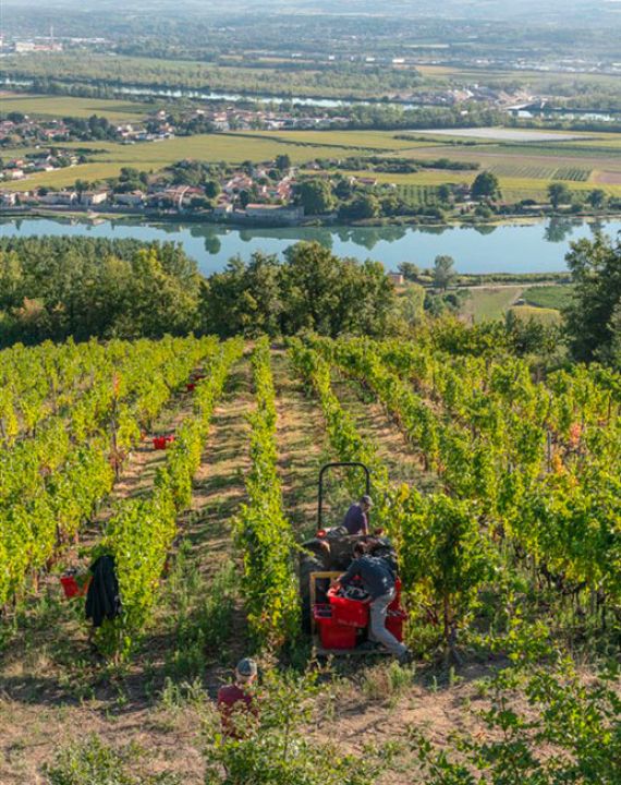 saint joseph vignoble famille jaume