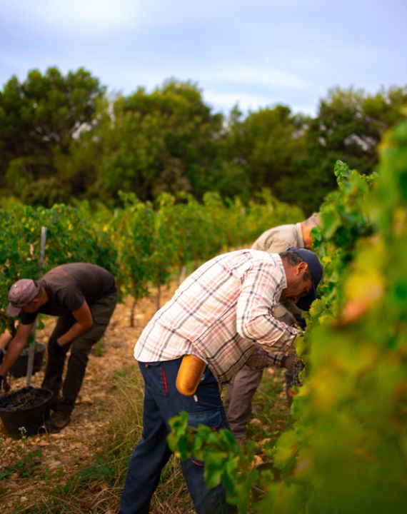 vendanges famille jaume