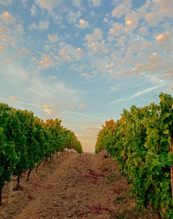 vignoble vin de france famille jaume