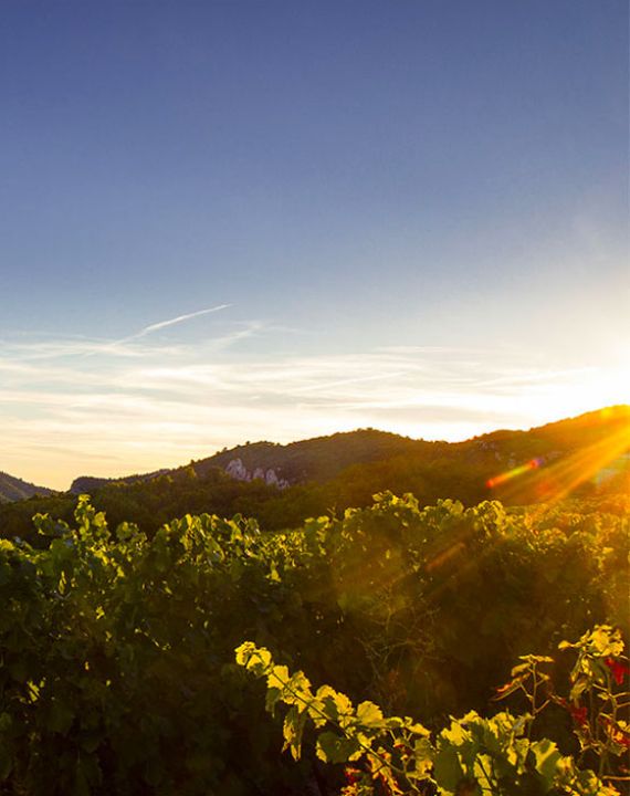 vignoble gigondas famille jaume