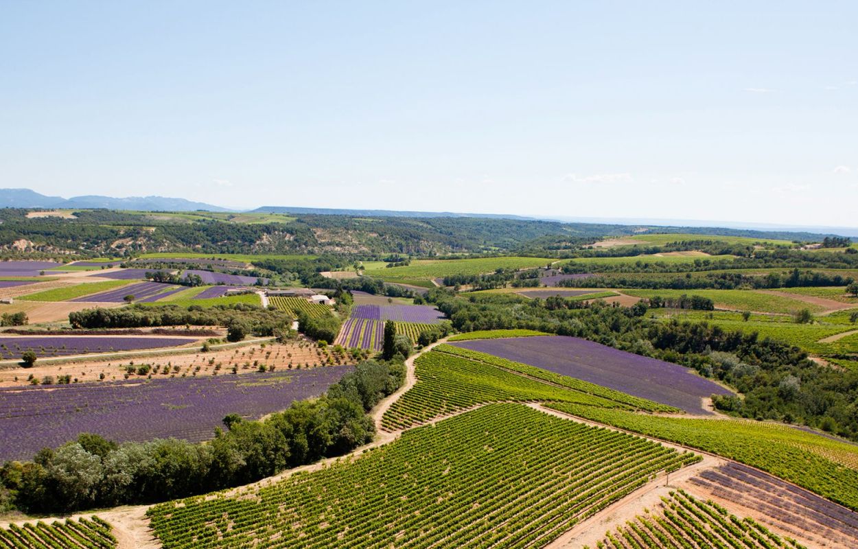 domaine jaume vignoble