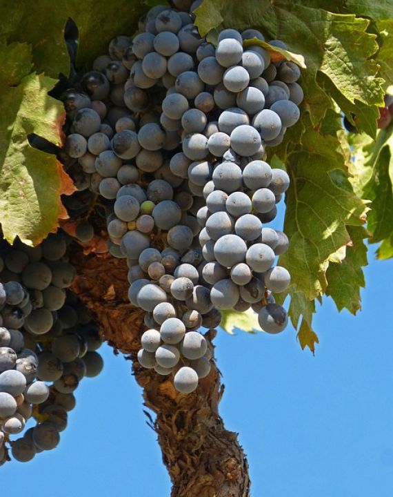 grenache grappe famille jaume